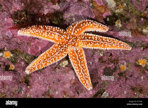 Common Starfish Common Sea Star Starfish Gemeiner Seestern Asterias