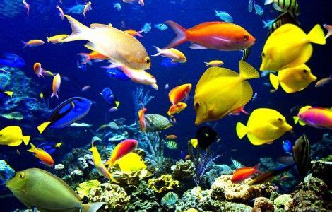 Télécharge gratuitement des fonds d'écran d'animation : fond d'écran pc aquarium anime gratuit - WallPapers