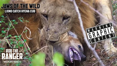 Lions Take Out Hyena Cub At The Hyena Den 4k Video Youtube