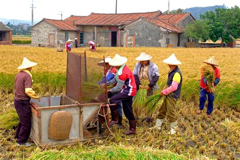 Rice Harvest Taiwan Travel Beautiful Spots Working Woman