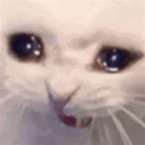 White Cat Sobbing Hard 