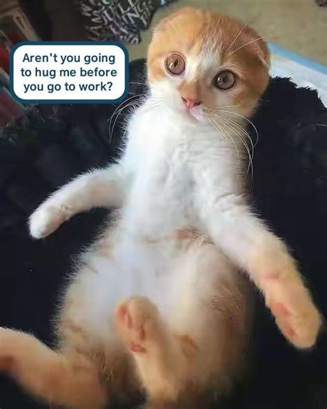 I Can Has Hug Lolcats Lol Cat Memes Funny Cats Funny Cat