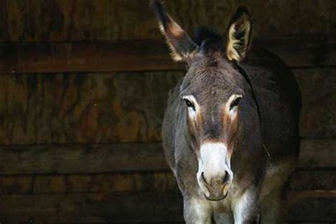 8 Things You Need To Know About Donkeys