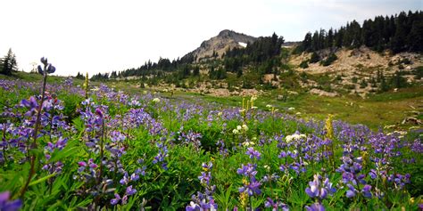 Wildflower Hikes In Oregon Outdoor Project Blog