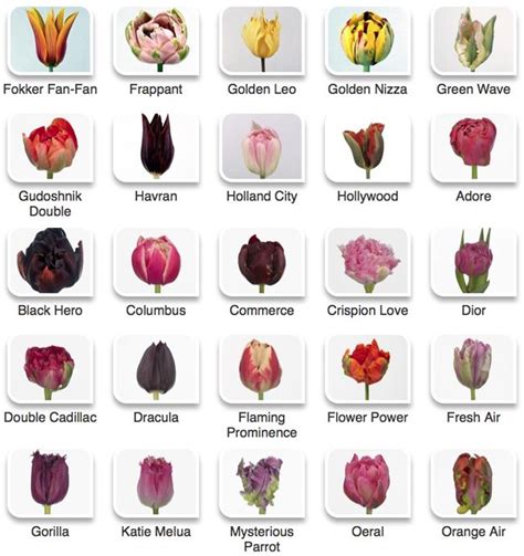 Tulip Color Guide Easy To Grow Flowers Types Of Tulips Tulip Colors