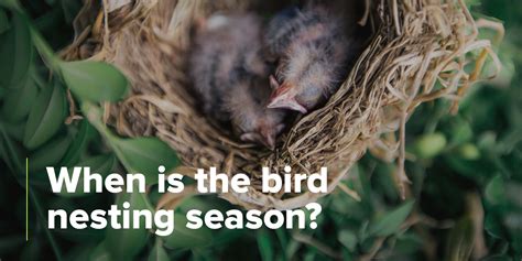 How Tree Cutting Works During Nesting Birds Season Valiant Arborist