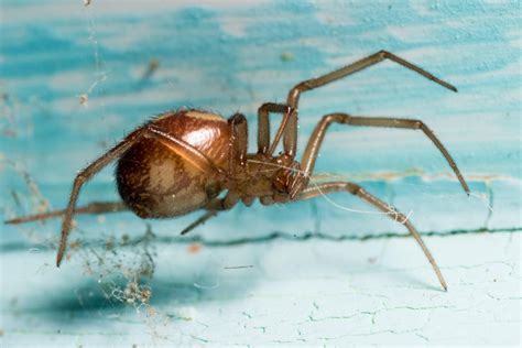 Sex Crazed Spiders Are Invading British Homes To Mate All Winter And