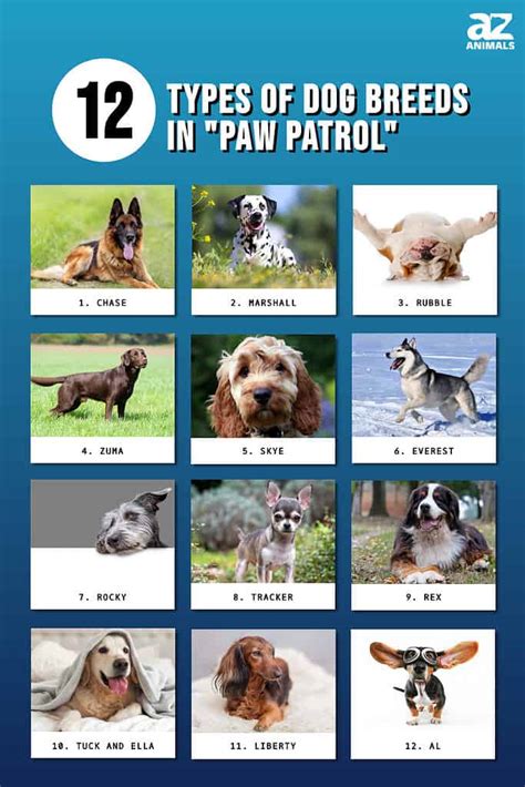 The 12 Types Of Dog Breeds In Paw Patrol Az Animals