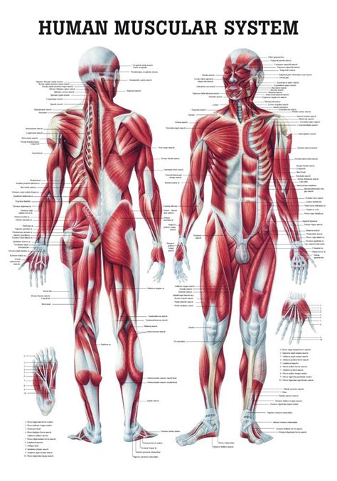 The Human Muscular System Laminated Anatomy Chart Human Muscular System Human Muscle Anatomy