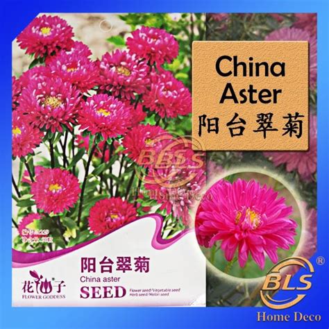 Expired Biji Benih A229 China Aster Flower Goddess Vegetable Flower