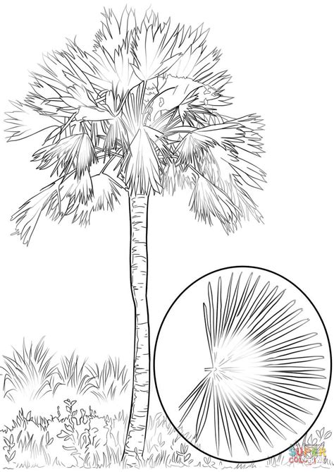 Coloring Pages Of Palm Tree