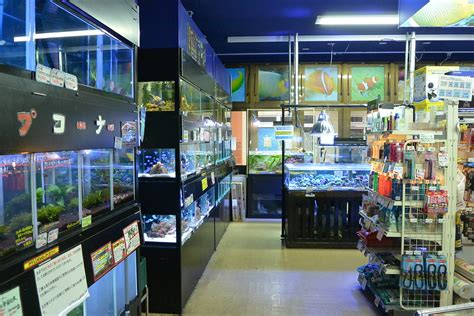 Is Fishkeeping Right For You Pet Fish Place