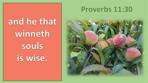 Pastoral scene of the gallant south. Proverbs 11:30, The fruit of the righteous is a tree of ...