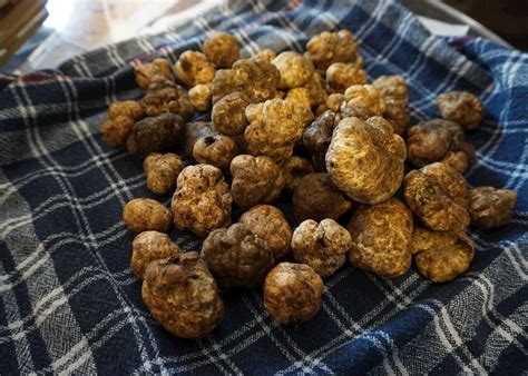 A truffle is the fruiting body of a subterranean ascomycete fungus, predominantly one of the many species of the genus tuber. Truffle hunting and tasting lunch | Audley Travel