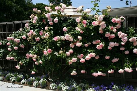 Plantfiles Pictures Large Flowered Climbing Rose Eden Climber Rosa