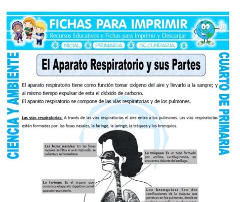 Imagenes del sistema respiratorio para colorear para niños de inicial; El Aparato Respiratorio y sus Partes para Cuarto de ...