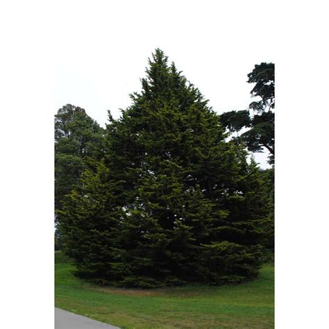 Plant monterey cypress 'goldcrest' in a sunny or partially shaded site for the brightest colour foliage. JC Raulston Arboretum