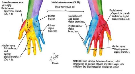 Dermatome Of Hand Radial Nerve Ulnar Nerve Nursing Tips Neuro