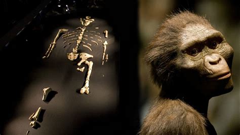 Bbc World Service Newsday Solved Mystery Of Early Human Ancestor