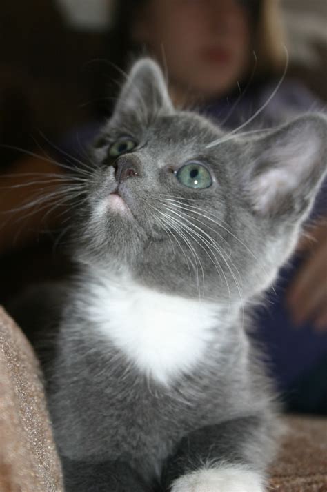 Free Images Animal Cute Love Pet Fur Young Kitten Feline