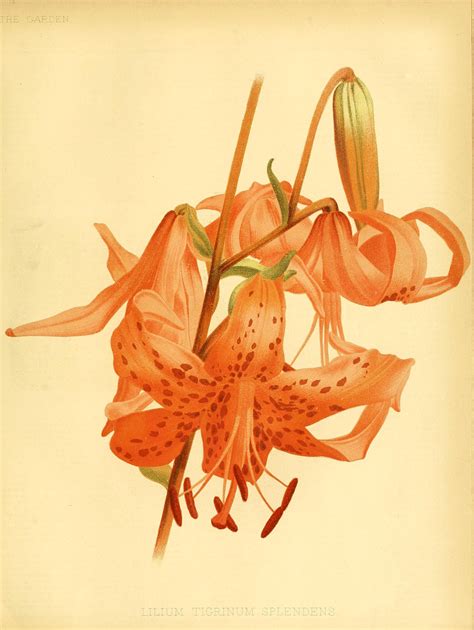 Tiger Lily Lilium Lancifolium Circa 1885 With Images Botanical