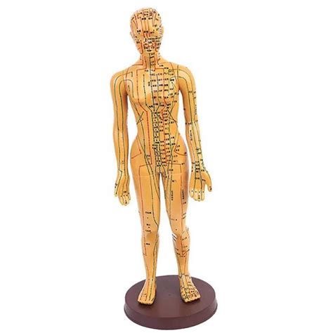 Buy Gitdot Acupuncture Model Body Acupuncture Model Rigid PVC Female