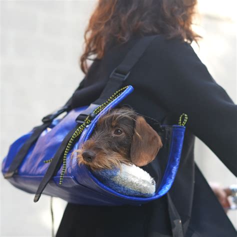 The Perfect Carrier Bag For Your Dachshund Ugo For Dogs