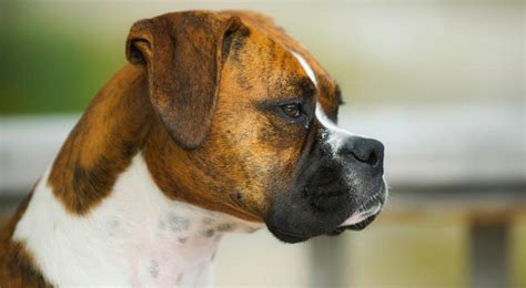 Lymphoma Cancer In Dogs What You Need To Know Canine Lymphoma