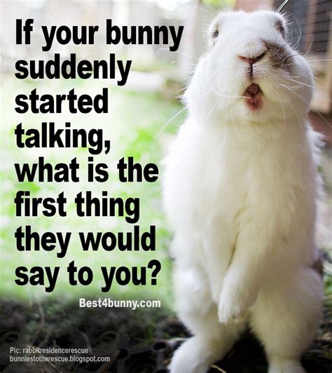 rabbit care advice best 4 bunny in 2021 rabbit care bunny rabbit
