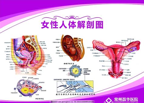 女性生殖解剖图图片 其他 其他 图行天下素材网