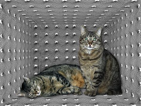 schrodinger s cat artwork stock image c019 6916 science photo library