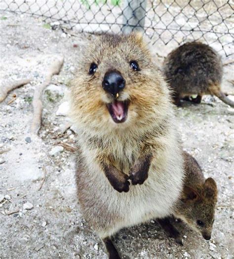The great thing about quokkas (setonix brachyurus) — aside from their being small, herbivorous wallabies with permanent smiles on their pointy little faces. Taking Selfies With The Happy Quokka Has Been Banned In ...
