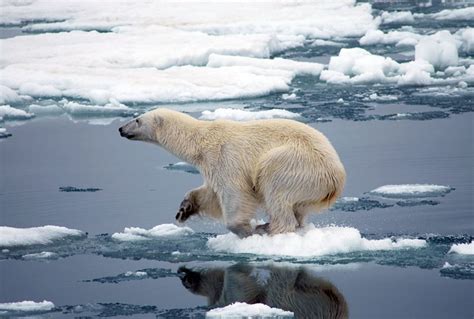 The Poster Child For Climate Change Study Predicts Polar Bears Will