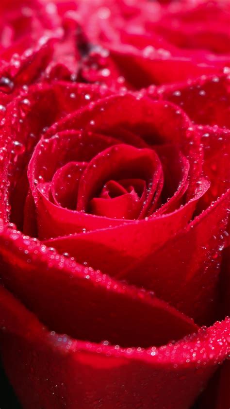 Download 1080x1920 Wallpaper Red Rose Water Drops Shine Close Up