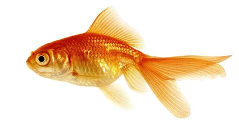 Japon Balığı Bakımı Nasıl Yapılır, Kökeni Neresidir? Ne Yer? - Zoo Blog