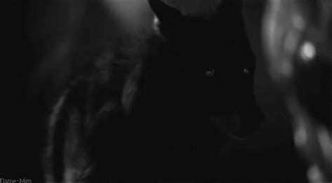 Anime white wolf gifs | tenor. Black Wolf GIFs | Tenor