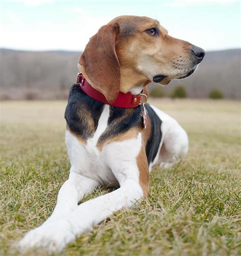Treeing Walker Coonhound Breed Information Guide Quirks Pictures