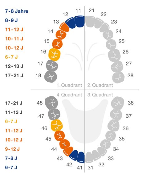 Wann kommen die nächsten bleibenden zähne und welche sind es? 15 Top Pictures Wann Kommen Die 2 Zähne Bei Kindern ...
