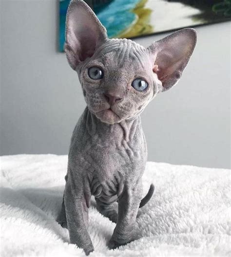 Whoops Cute Hairless Cat Hairless Kitten Cute Baby Animals