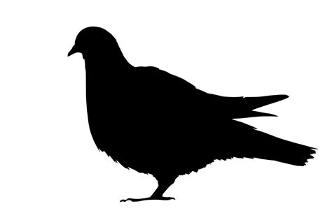 Columbidae Pigeon Png ملف Png Mart