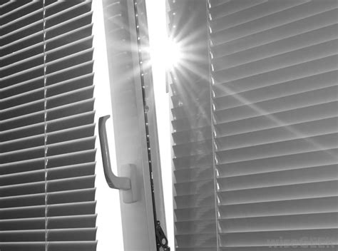 Sun rays come through the three branches and leaves during sunset. Keep Your Apartment Cool This Summer