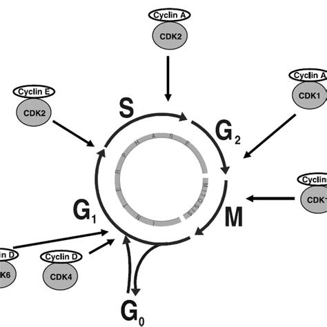 A Schematic Representation Of Mammalian Cell Cycle Depicting Plk1