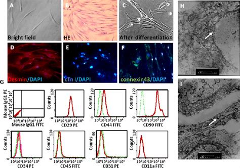 Check spelling or type a new query. Changes of BM-MSCs before and after inducement of 5 ...