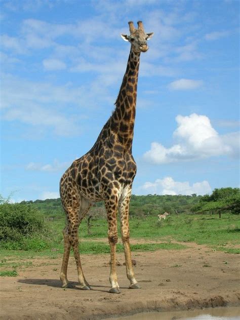Large Giraffe In South Africa Jirafas