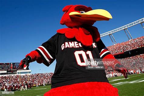 Cocky Mascot Photos And Premium High Res Pictures Getty Images
