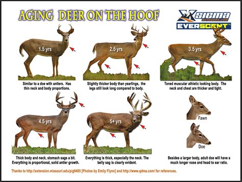 Deer Antler Identification Chart