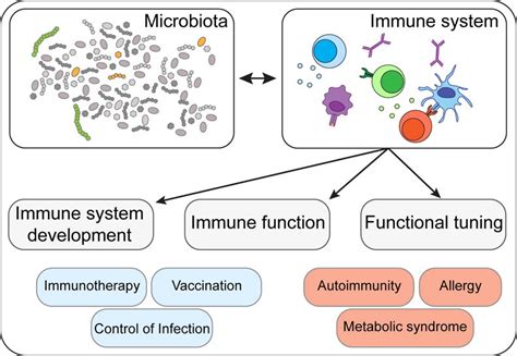 Homeostatic Immunity And The Microbiota Abstract Europe Pmc
