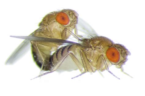 Frisky Female Fruit Flies Become More Aggressive Towards Each Other