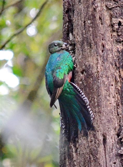 Resplendent Quetzals Prepare Their Nest In Monteverde Cloud Forest