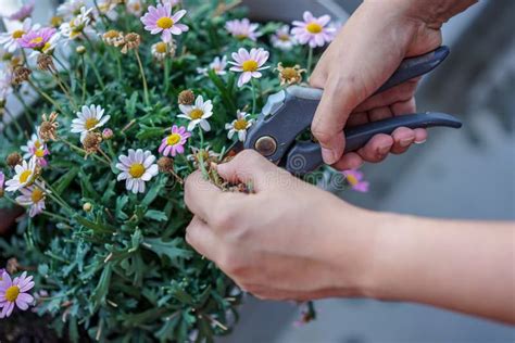 A Gardener Is Cutting A Flower Hand And Scissor Close Up View Stock